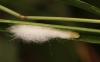Eriopeltis festucae
